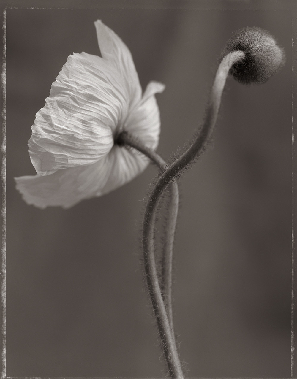 Papaver nudicaule III (SL23X)