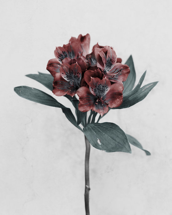 Botanica #8, Alstroemeria