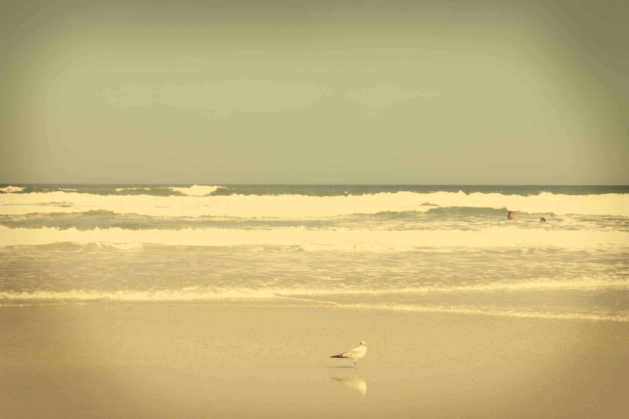 Seagulls/Swimmer, St. Augustine, FL