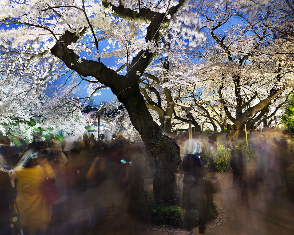Hanami #22