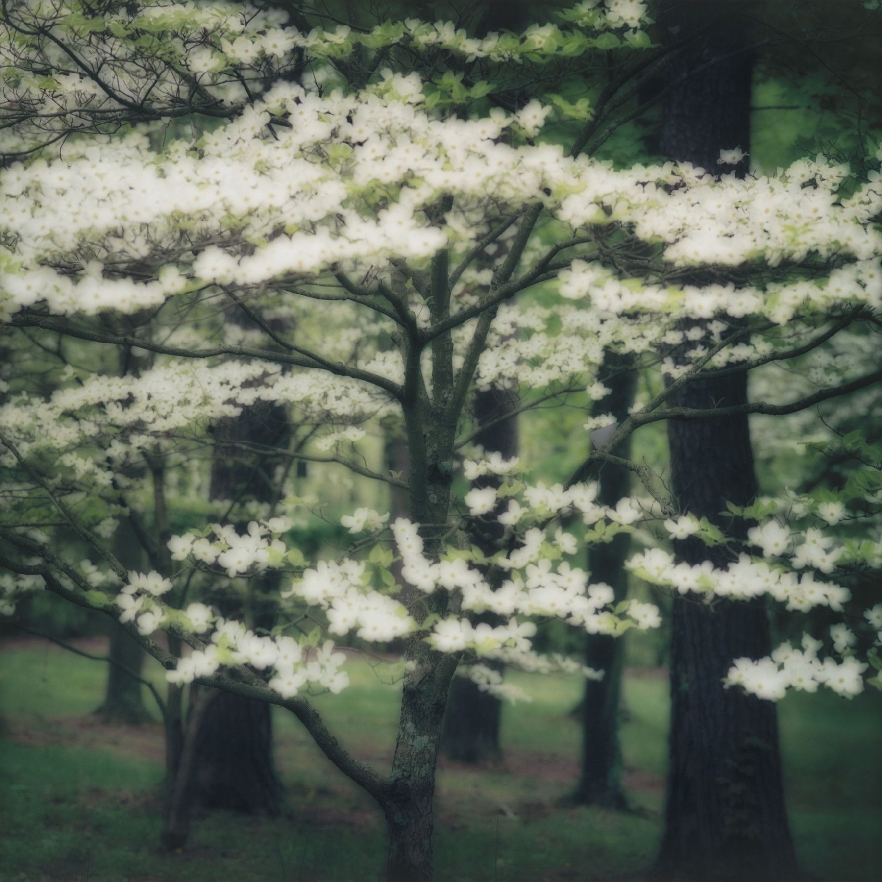 White Dogwood, Kentucky, (4-03-32c-10)