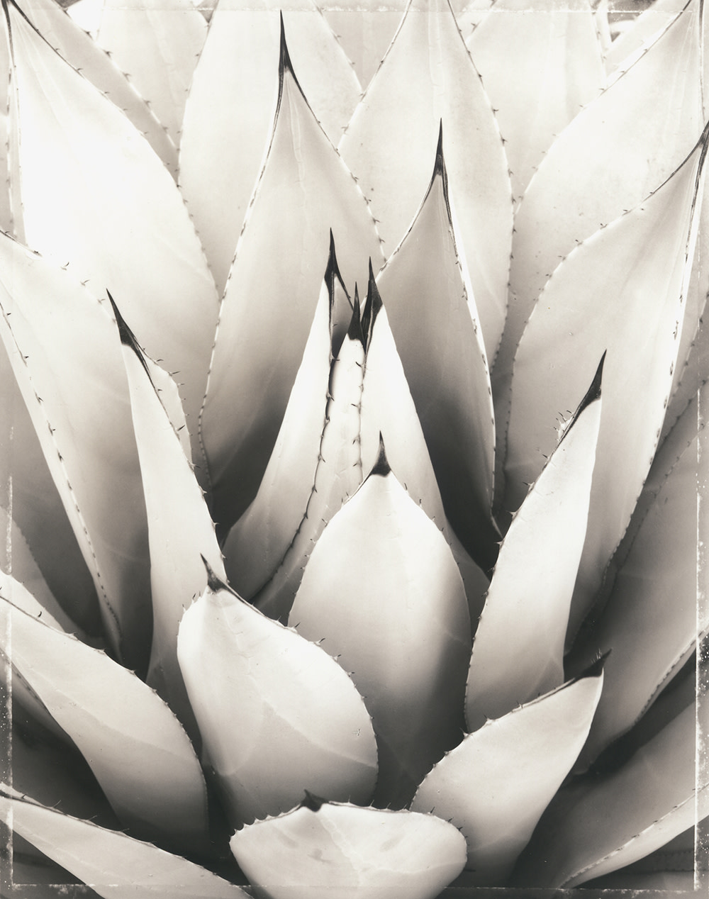 Agave (SL64X)