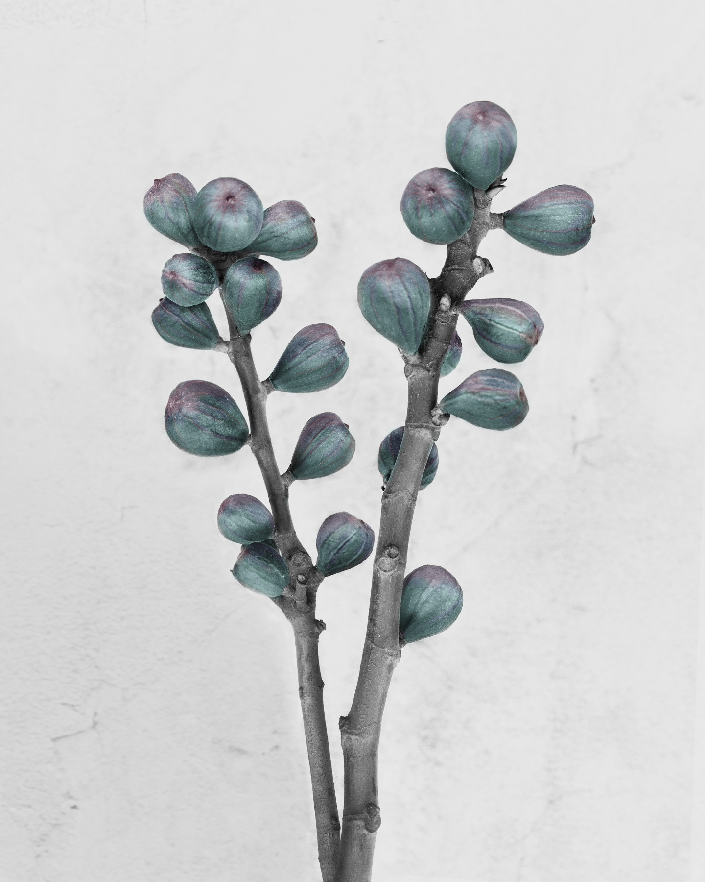 Botanica #27, Ficus Carica