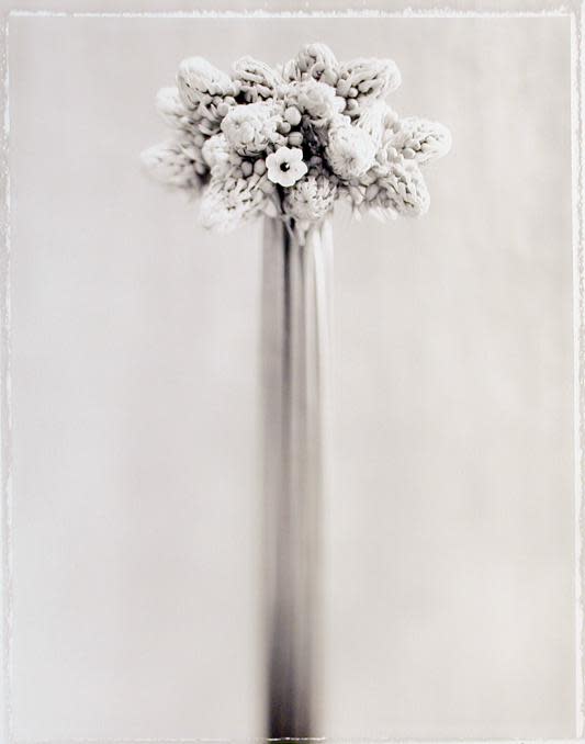 Ornithogalum Arabicum (SL046)