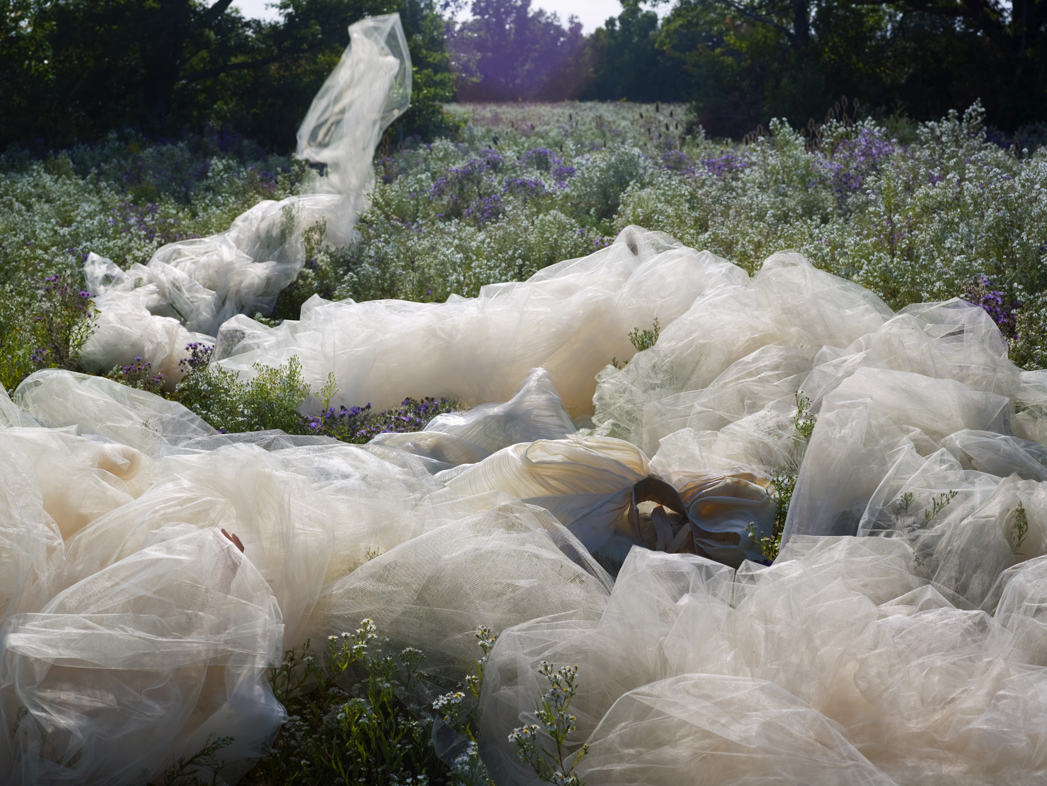 Untitled #15, The Garden Document