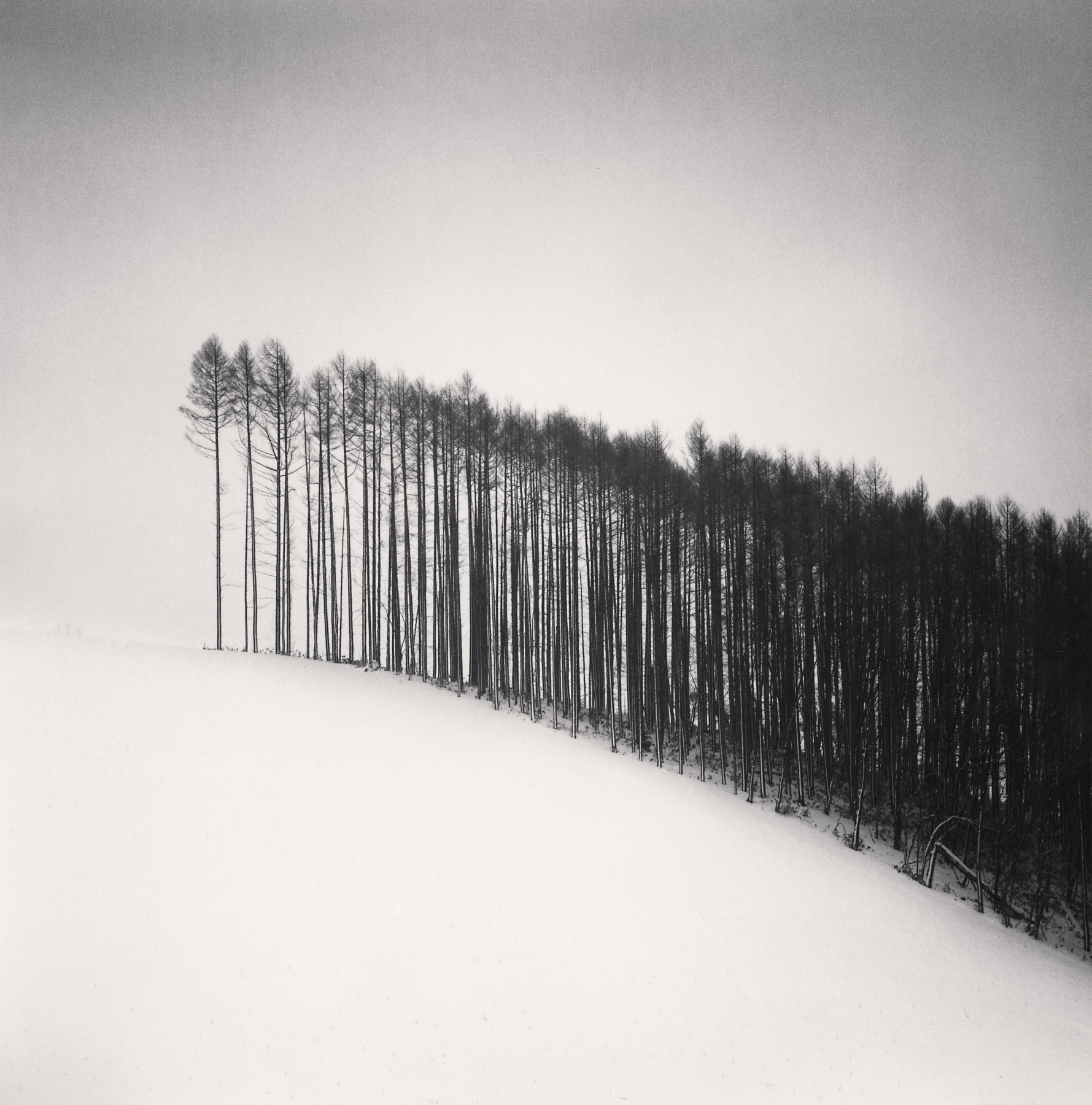 Forest Edge, Hokuto, Hokkaido, Japan