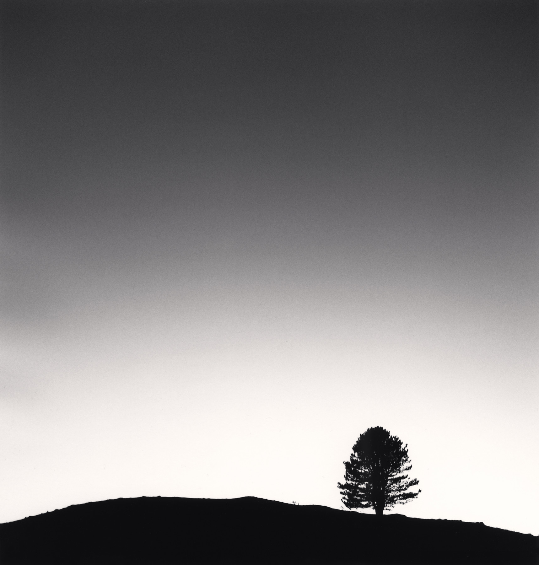 Black Pine at Night, Passo delle Capannelle, Pizzoli, Abruzzo, Italy