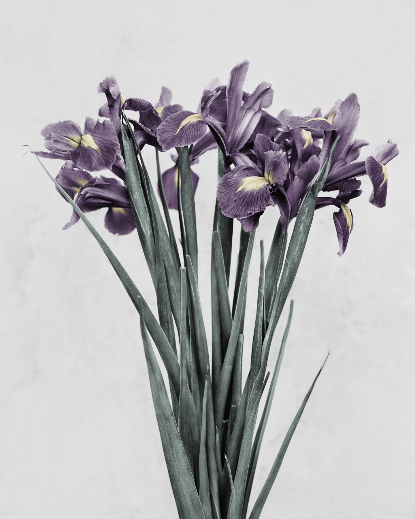 Botanica #21, Iris Germanica