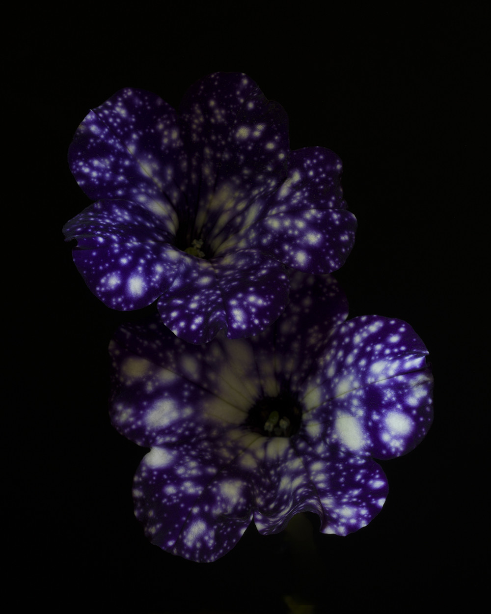 Petunia x hybrida ’Night Sky’ (RSL063)