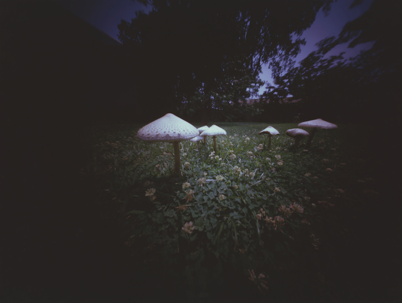 Tappahannock, Virginia: Fairy Ring at Jeff's