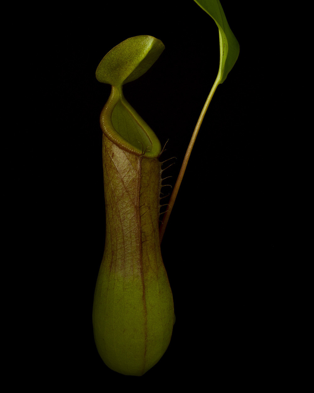 Nepenthes ventrata (RSL008)