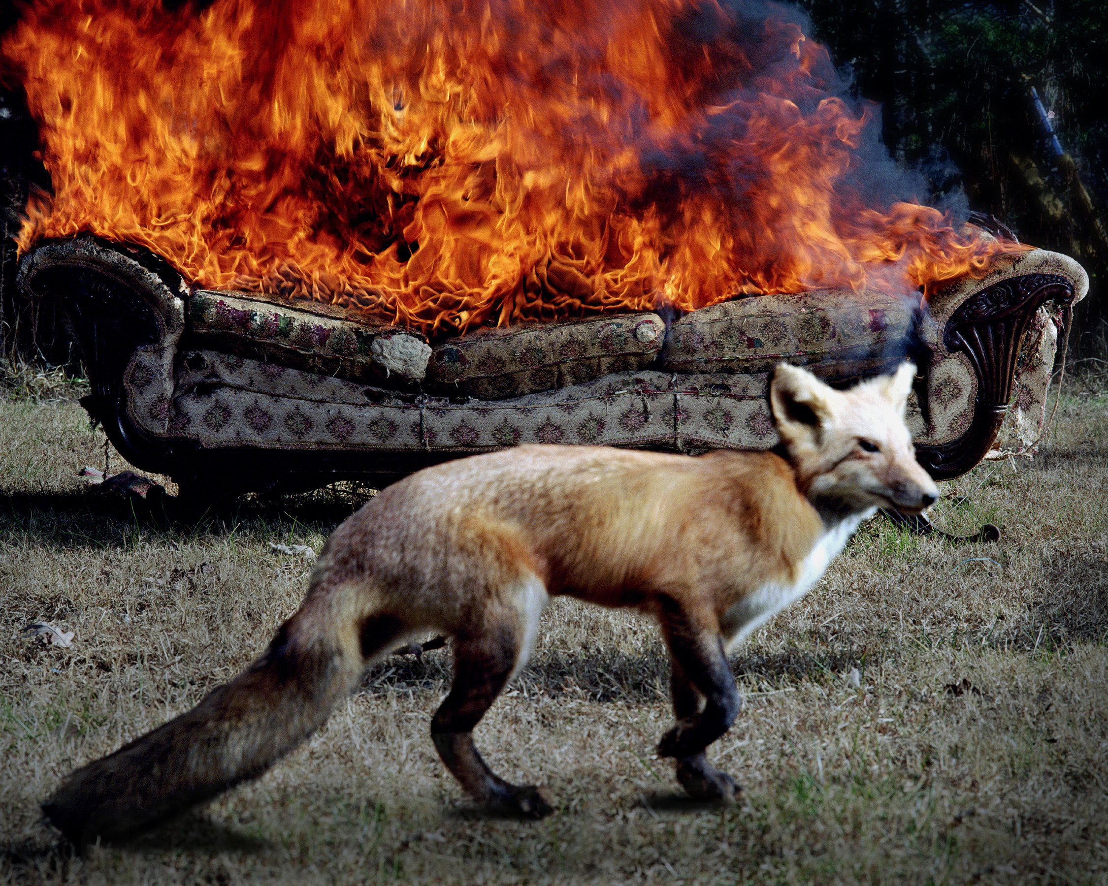 Fox