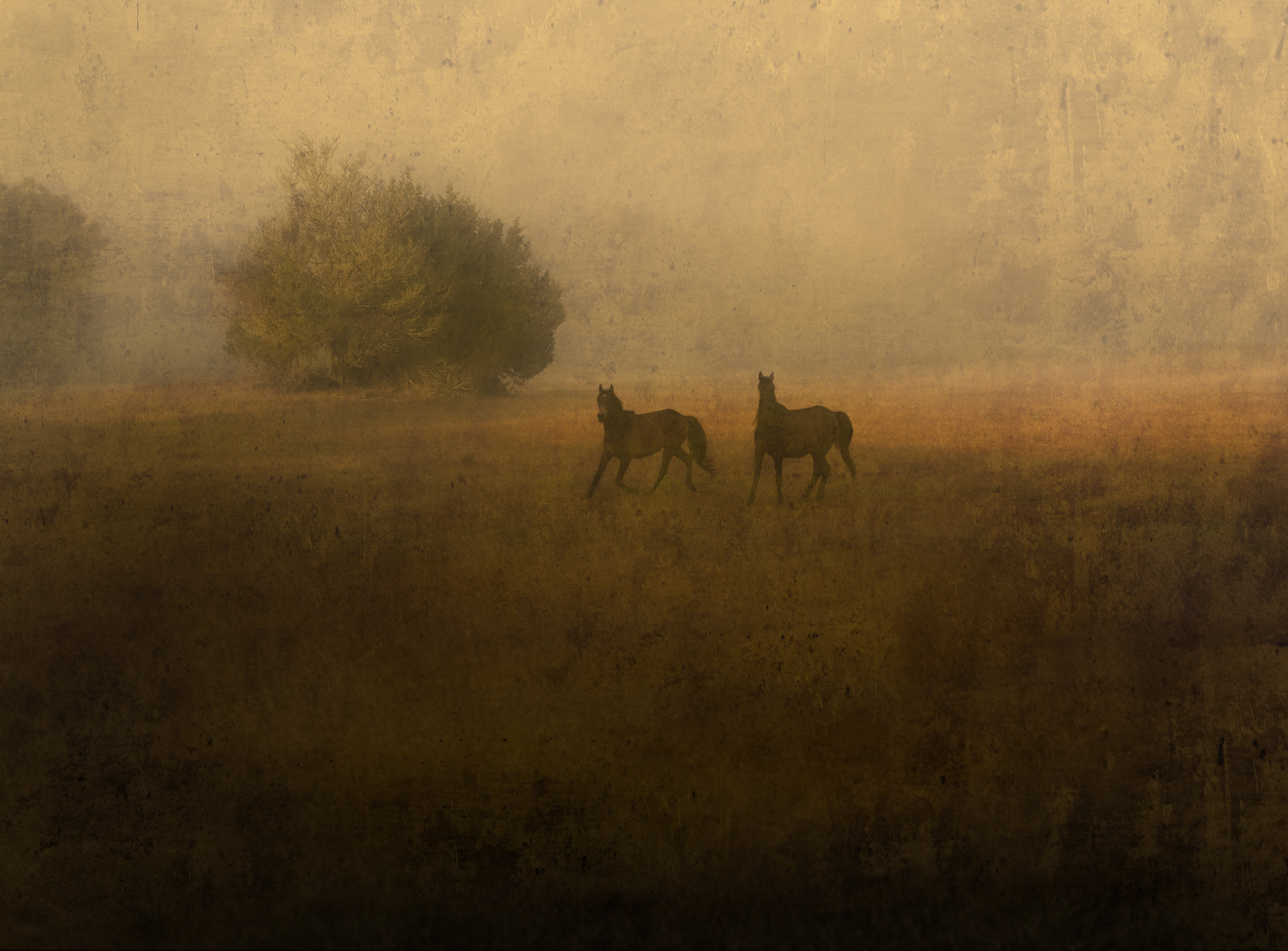 2 Wild Horses, Cumberland Island, GA