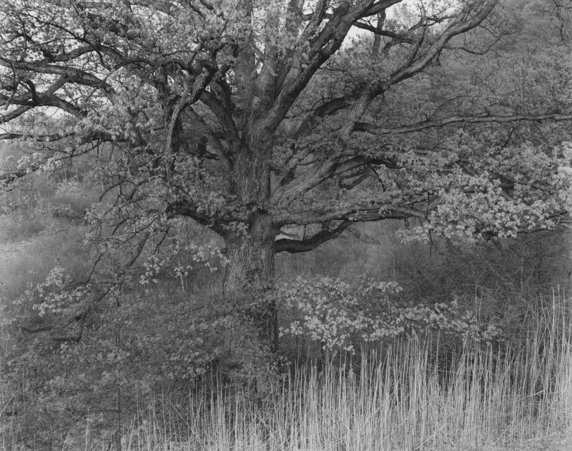 Oak Tree, Holmdel, New Jersey