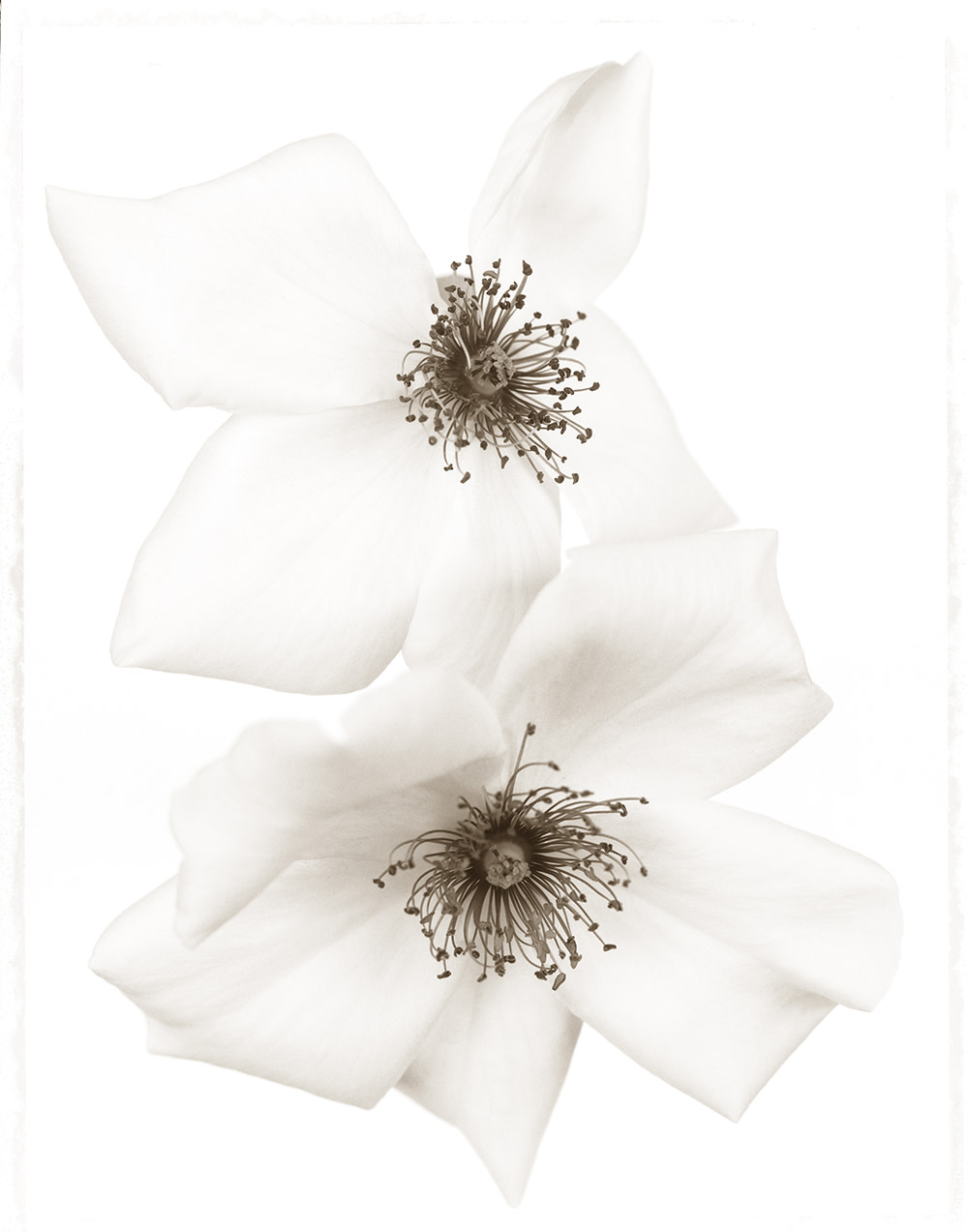 Rosa “White Wings” II (WOW084)
