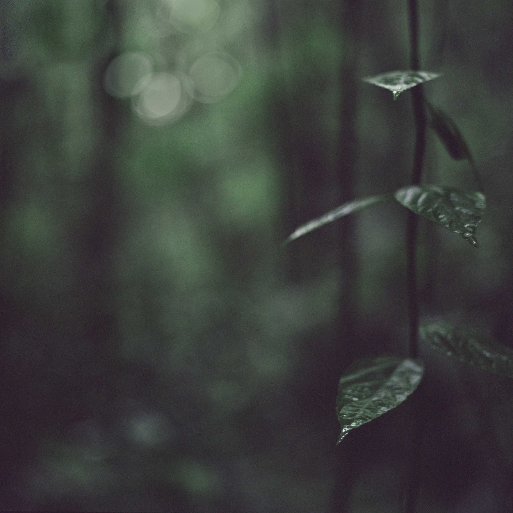 Jungle Dew