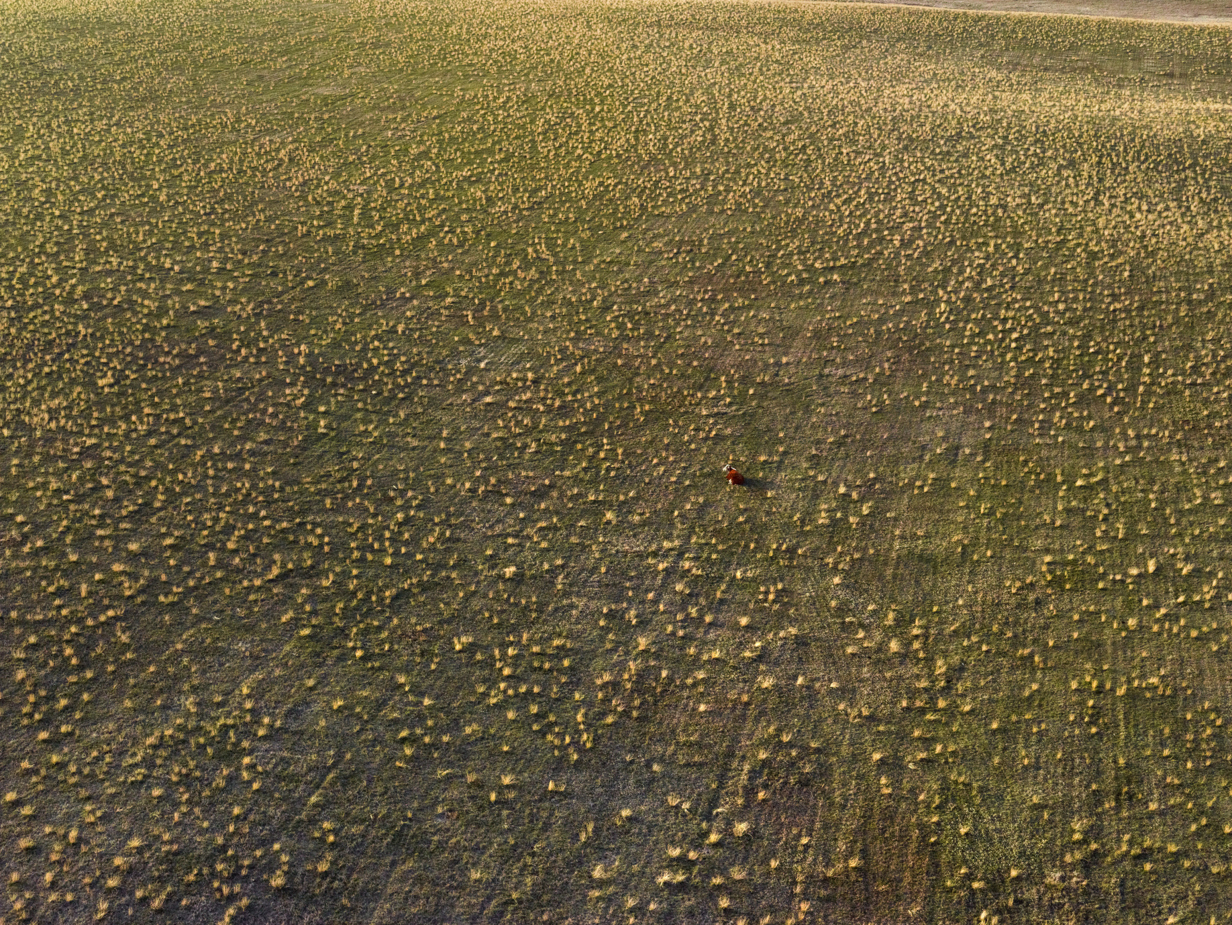 Lone Cow, Dunn County, North Dakota