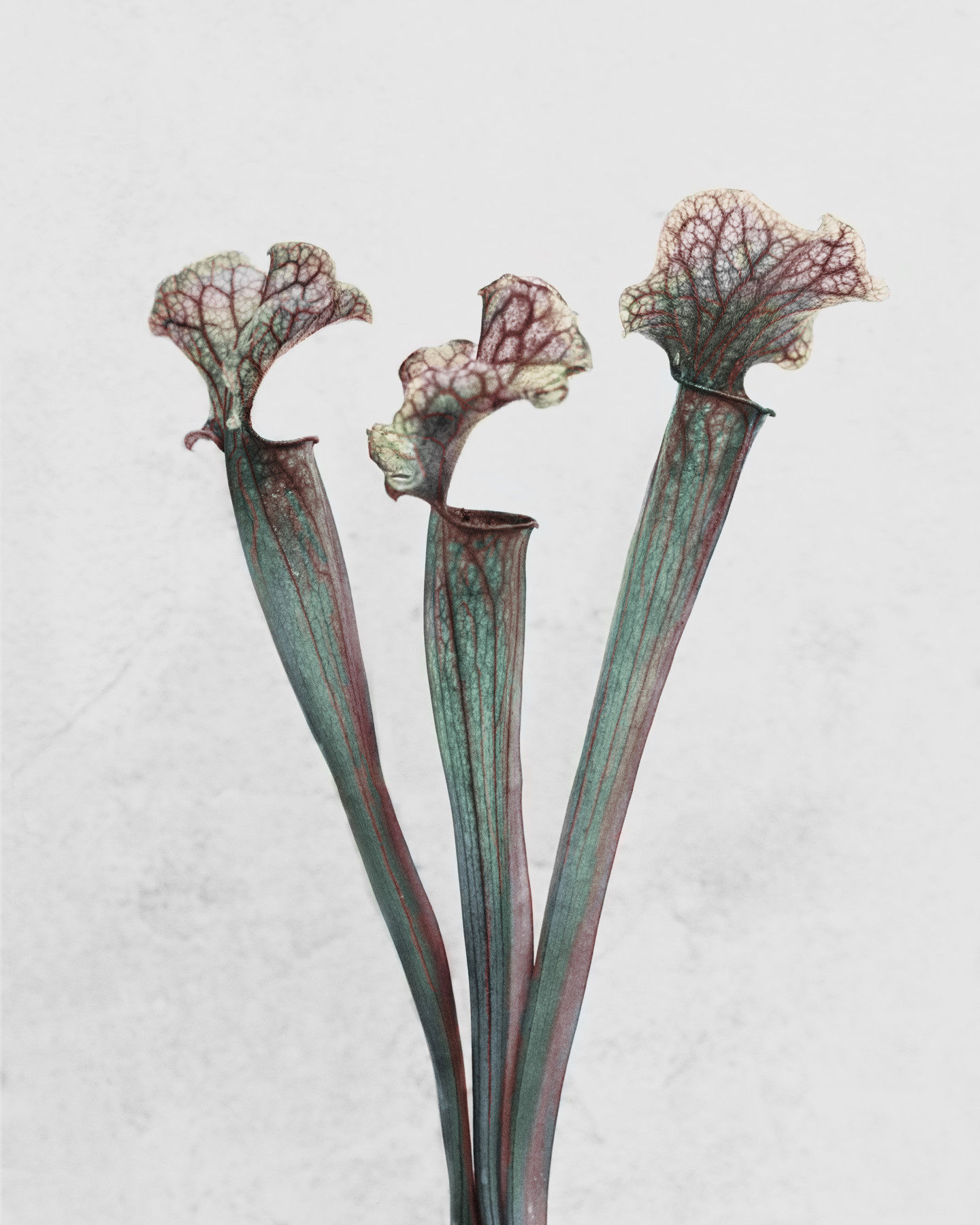 Botanica #28, Sarracenia