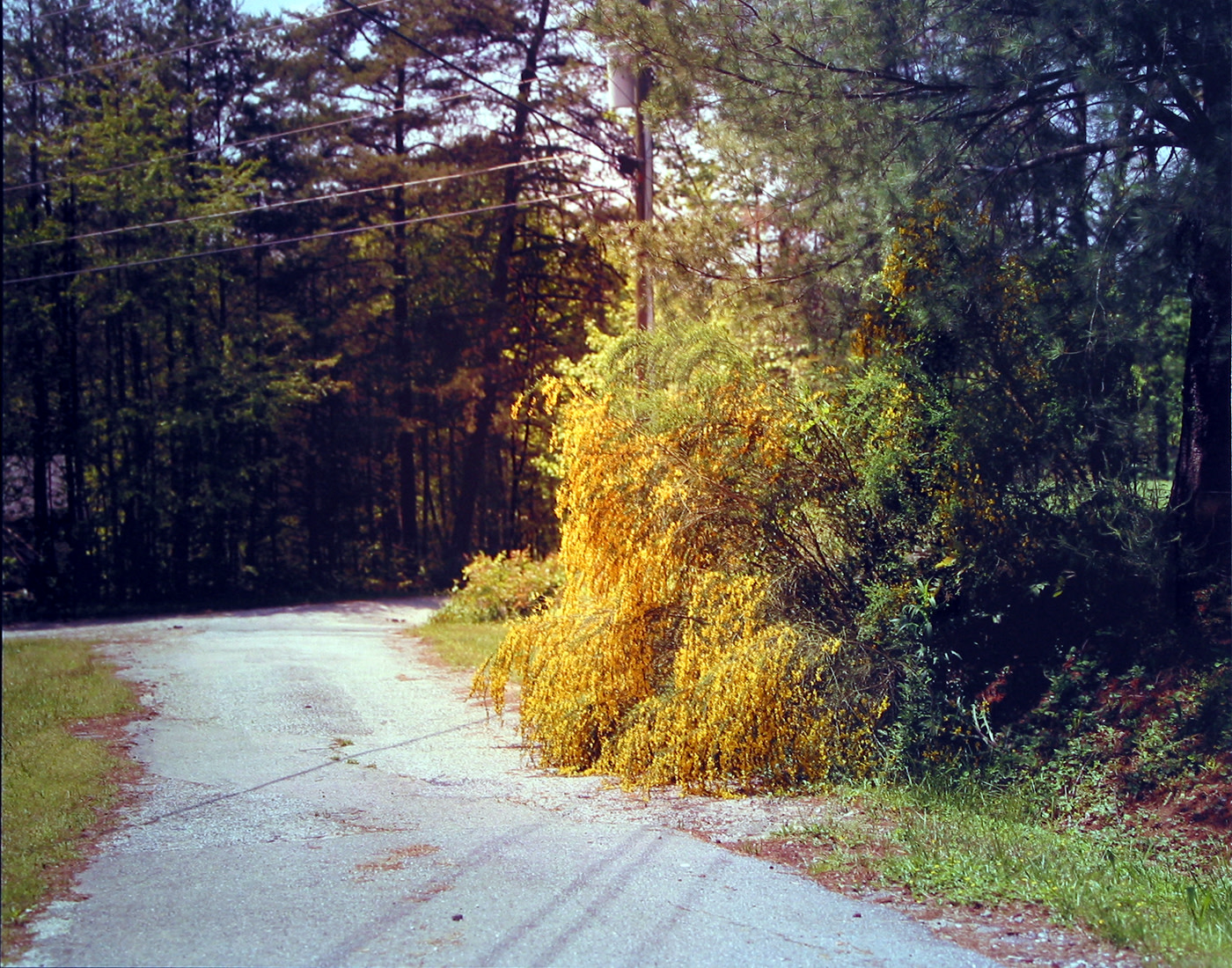 Angela West, My 33rd Spring #1 (Unknown Yellow Flower), 2003