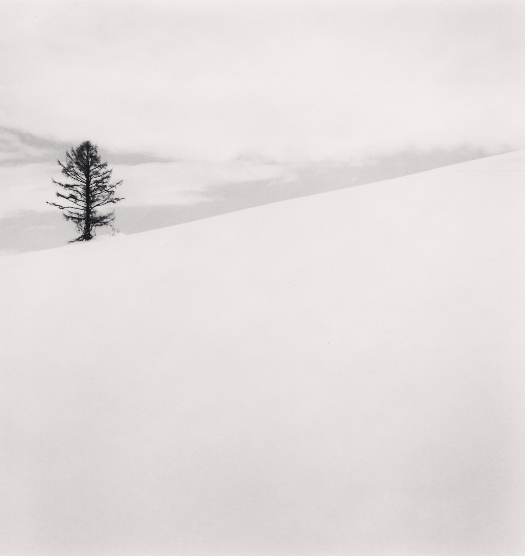 One Tree, Nakafurano, Hokkaido, Japan