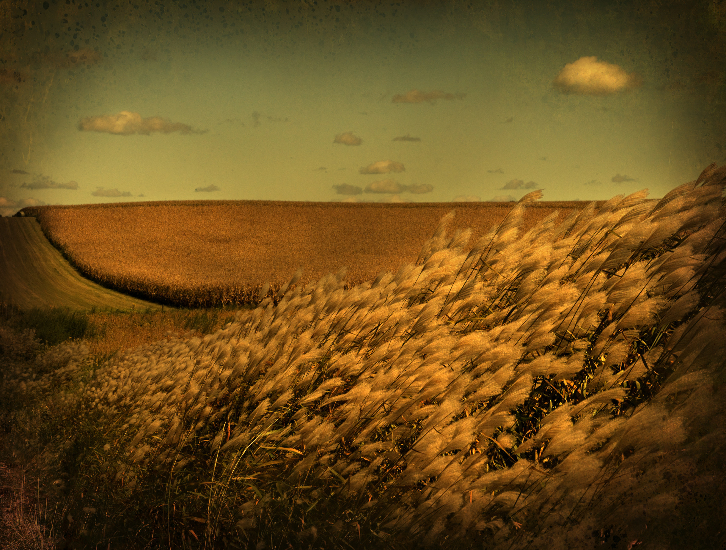 Miscanthus