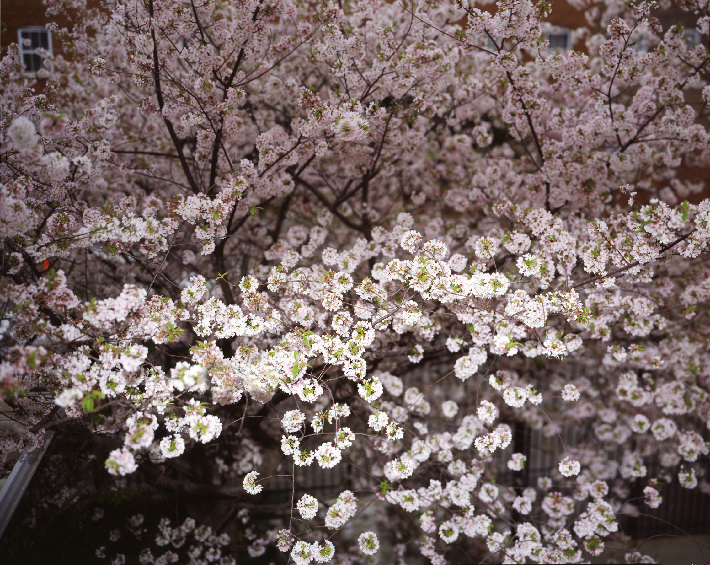 Dogwood