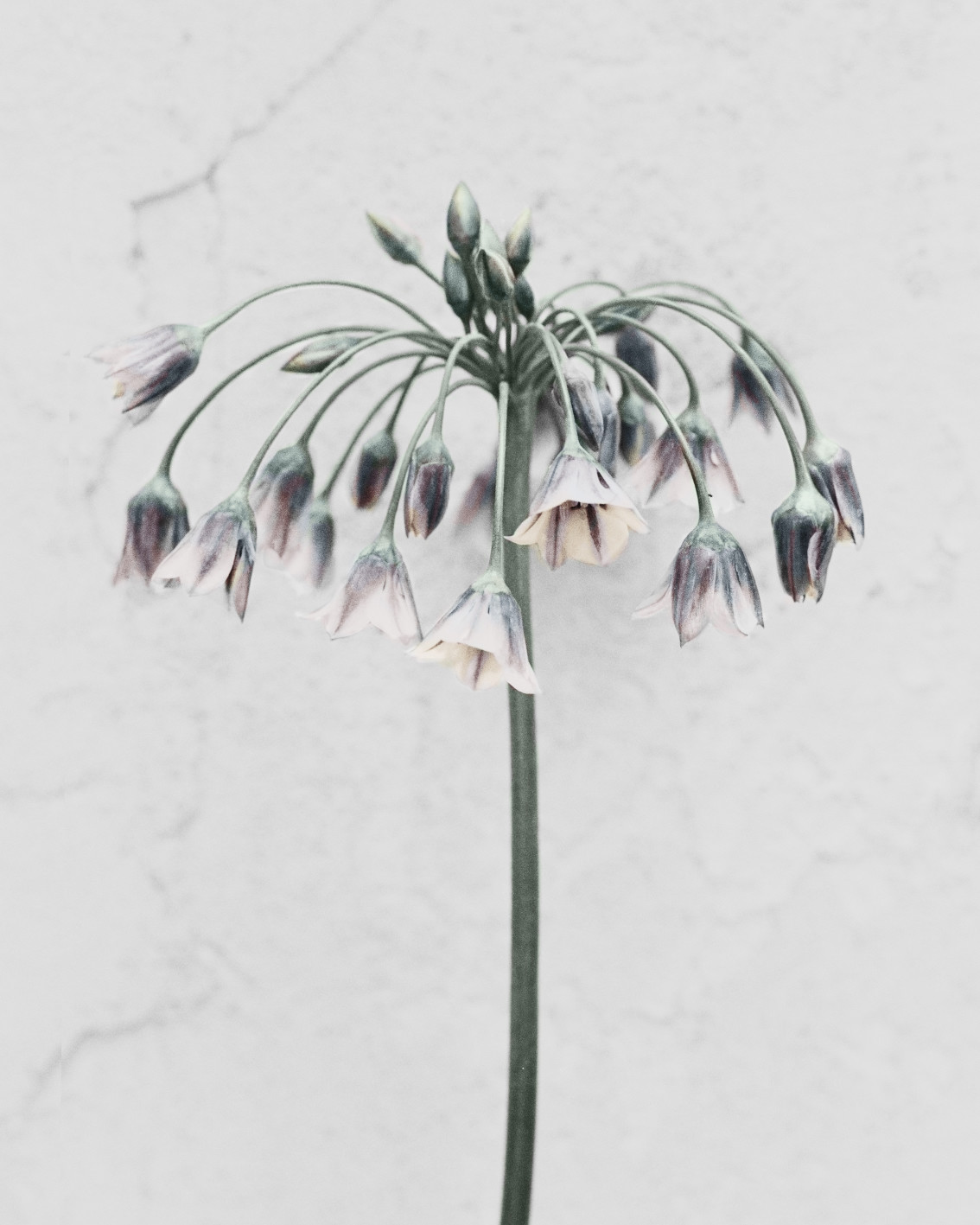Botanica #23, Allium Siculum