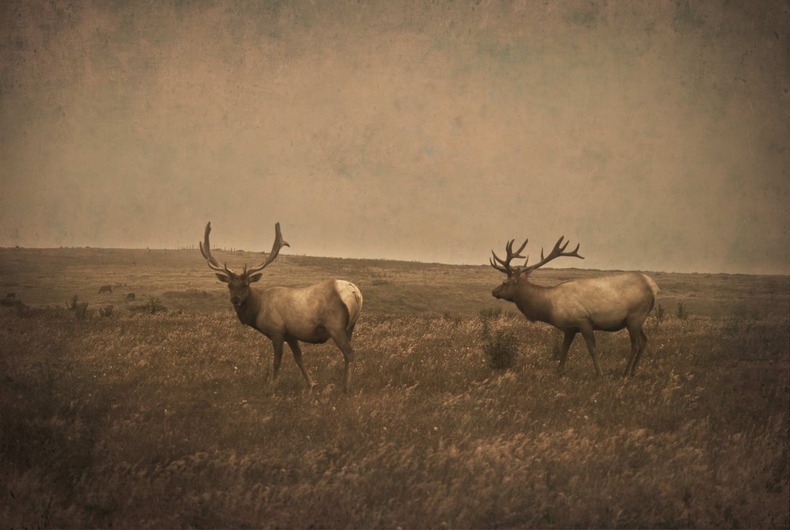 Elk, Point Reyes, California