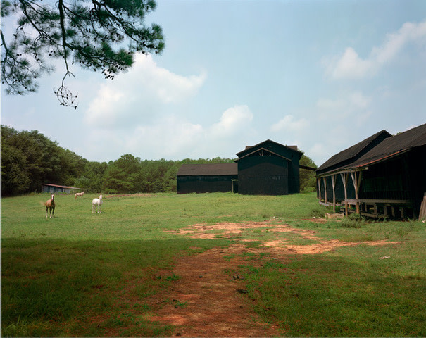 Horses and Black Buildings, Newbern, Alabama
