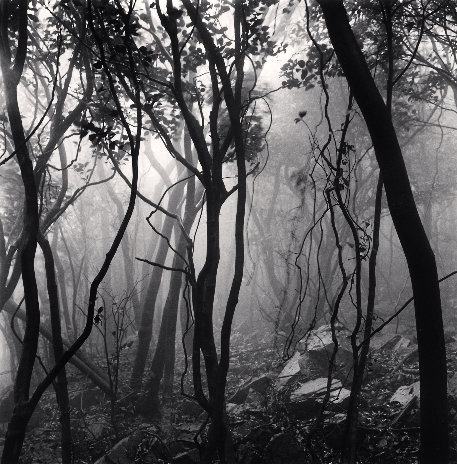 Mist Shrouded Forest, Gageo-do, Shinan, South Korea