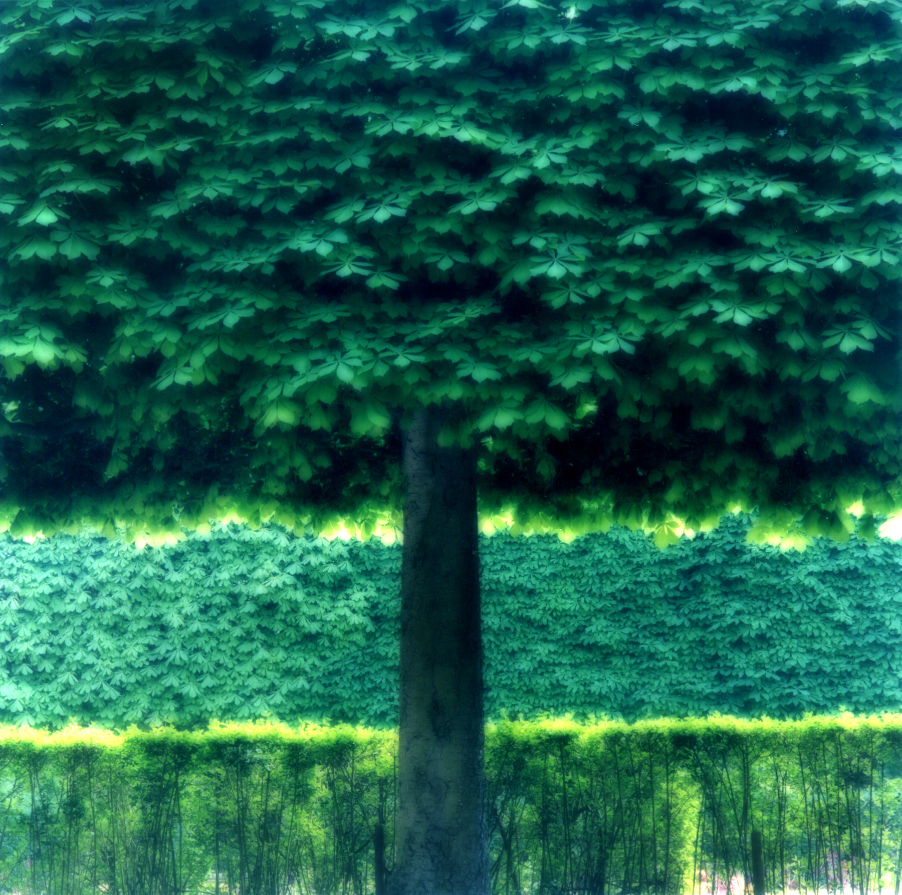 Parc de Sceaux, France (4-07-2c-8)