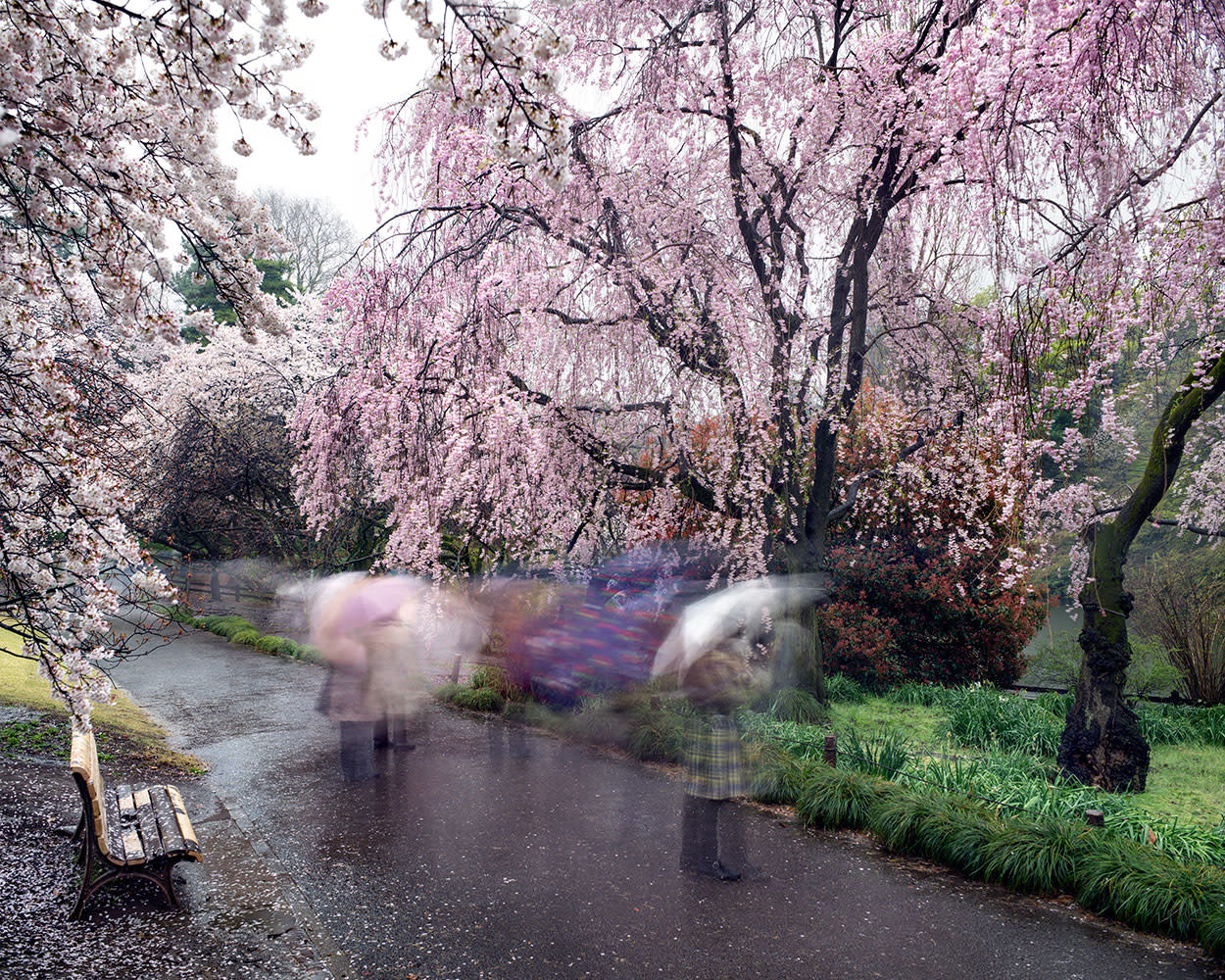 Hanami #18, Shinjuku Gyoen, Thursday April 3rd