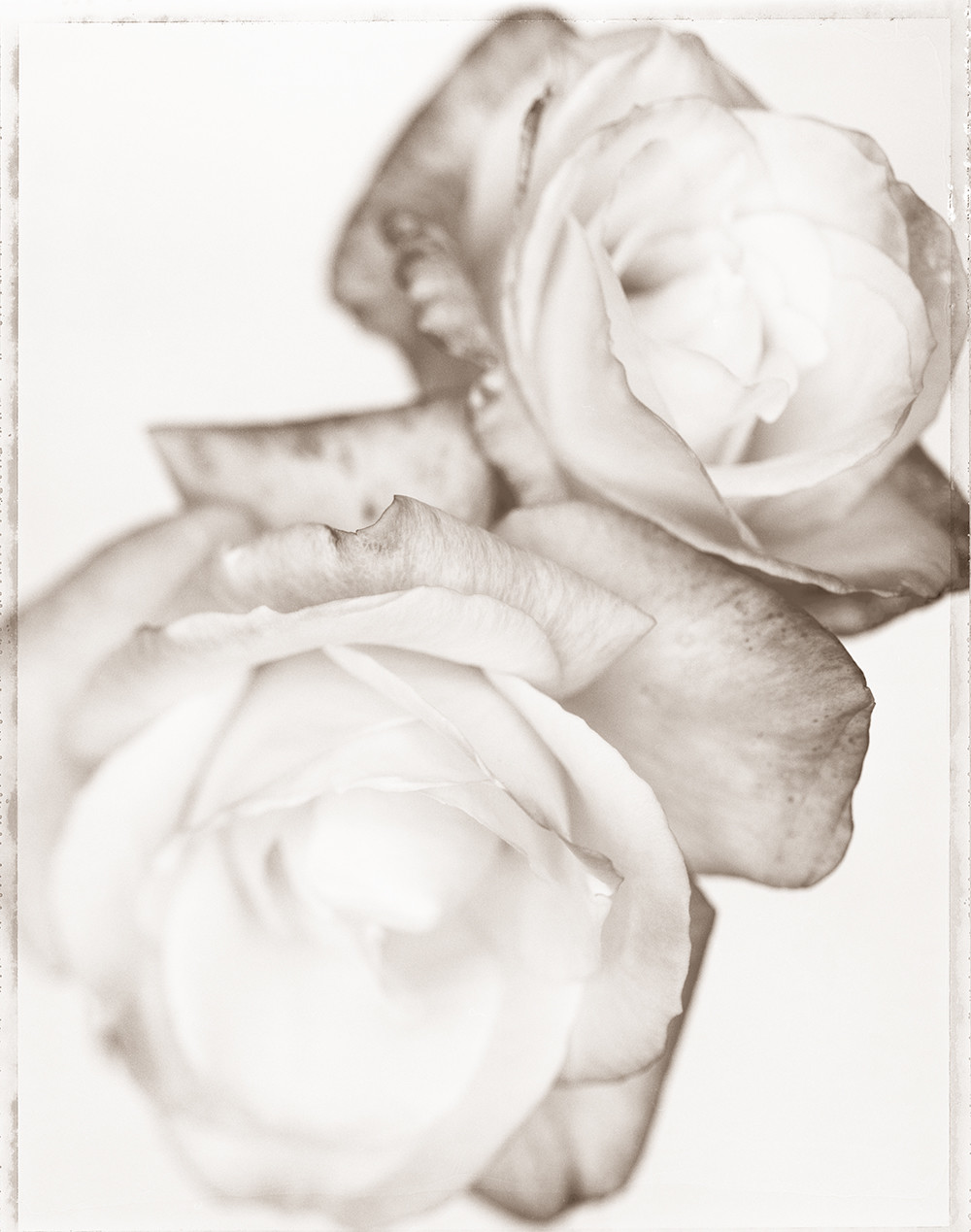 Rosa ‘Camille’ (SL223X)
