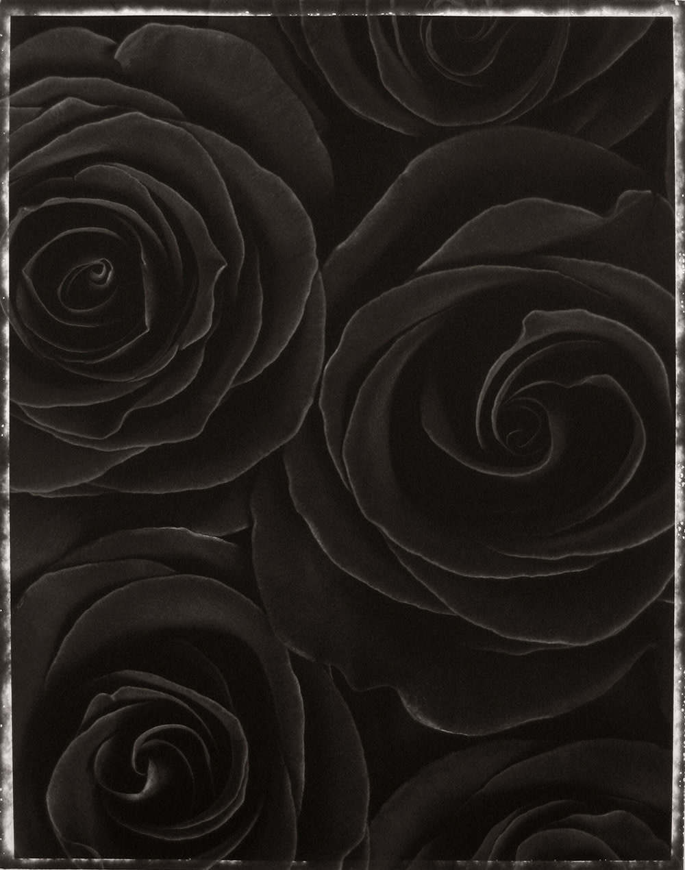 Rosa ‘Lagowski’ (SL216X)