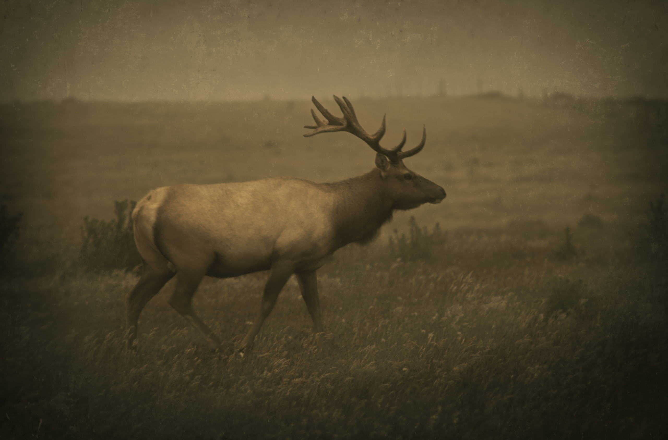 Lone Elk, Point Reyes, California