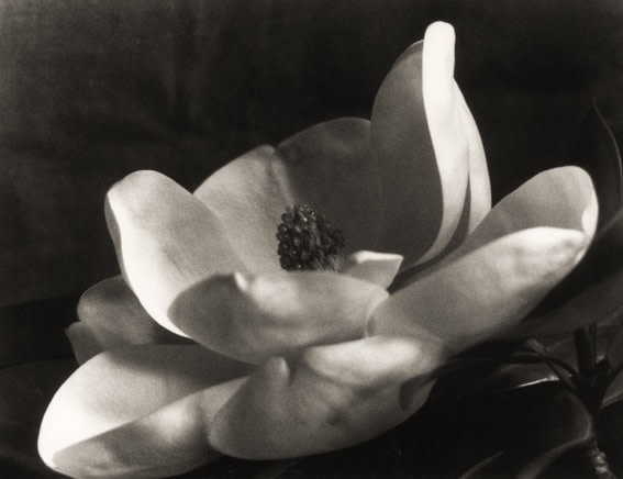 The First Magnolia