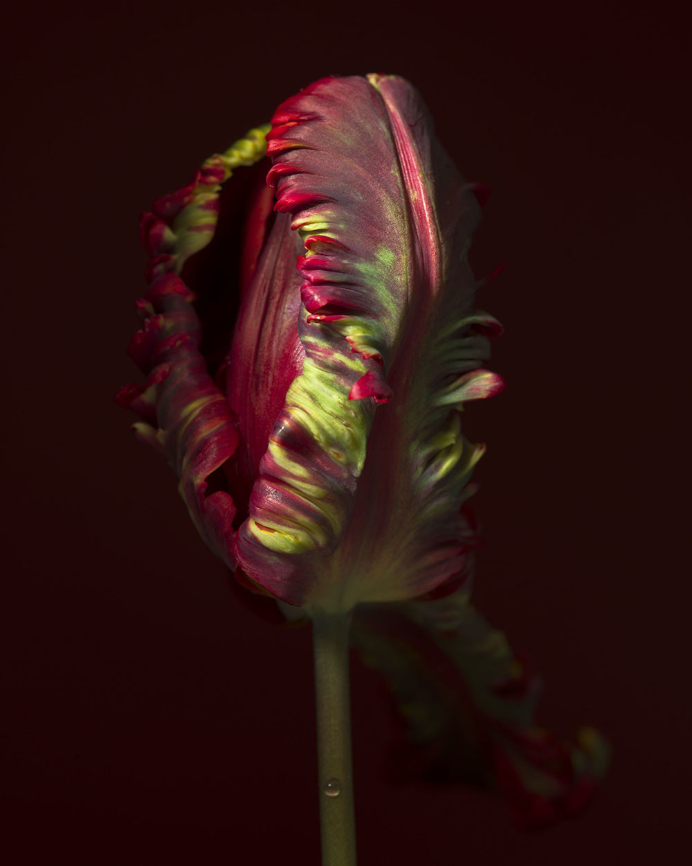 Tulipa ‘Rococo’ (RSL024)