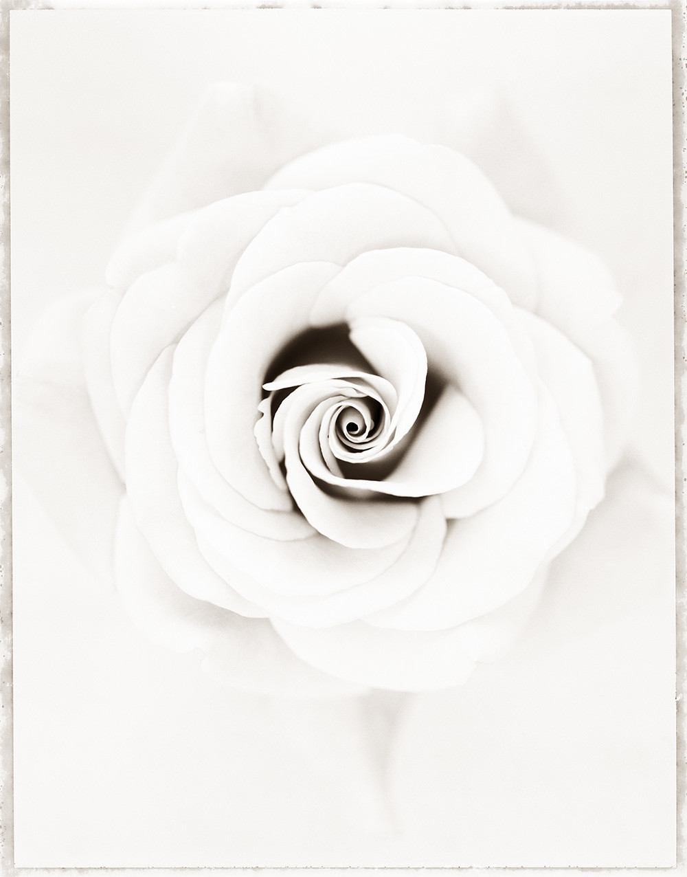 Rosa 'Aurora' (WOW053)
