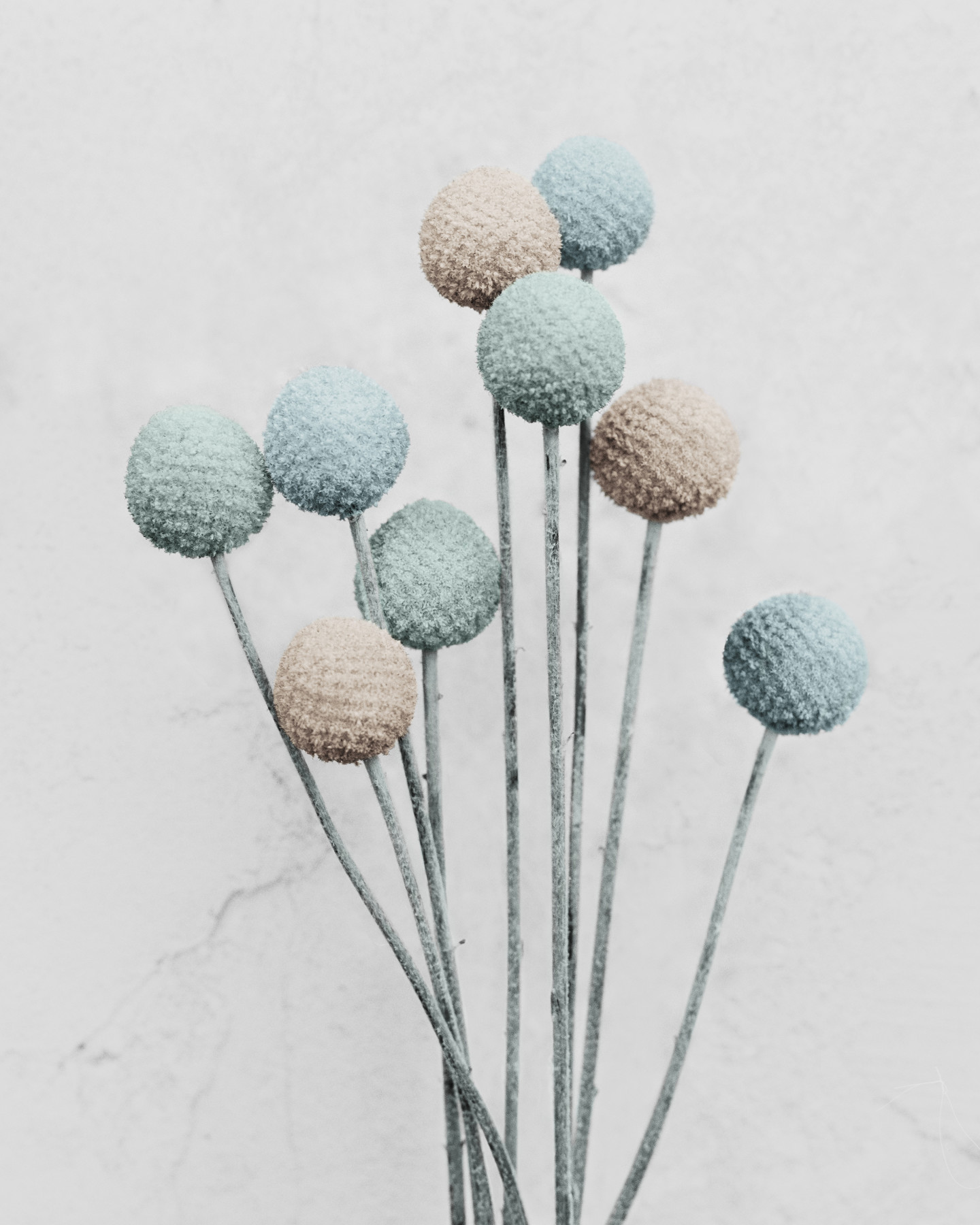 Botanica #20, Craspedia - 2