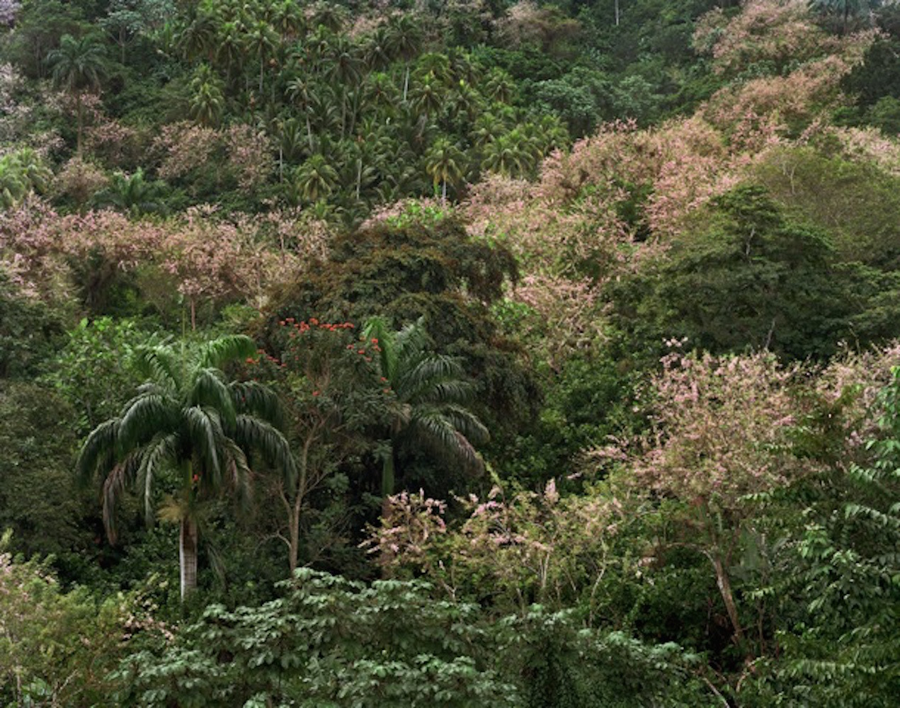 Andrew Moore, Los campos verdes, 2012