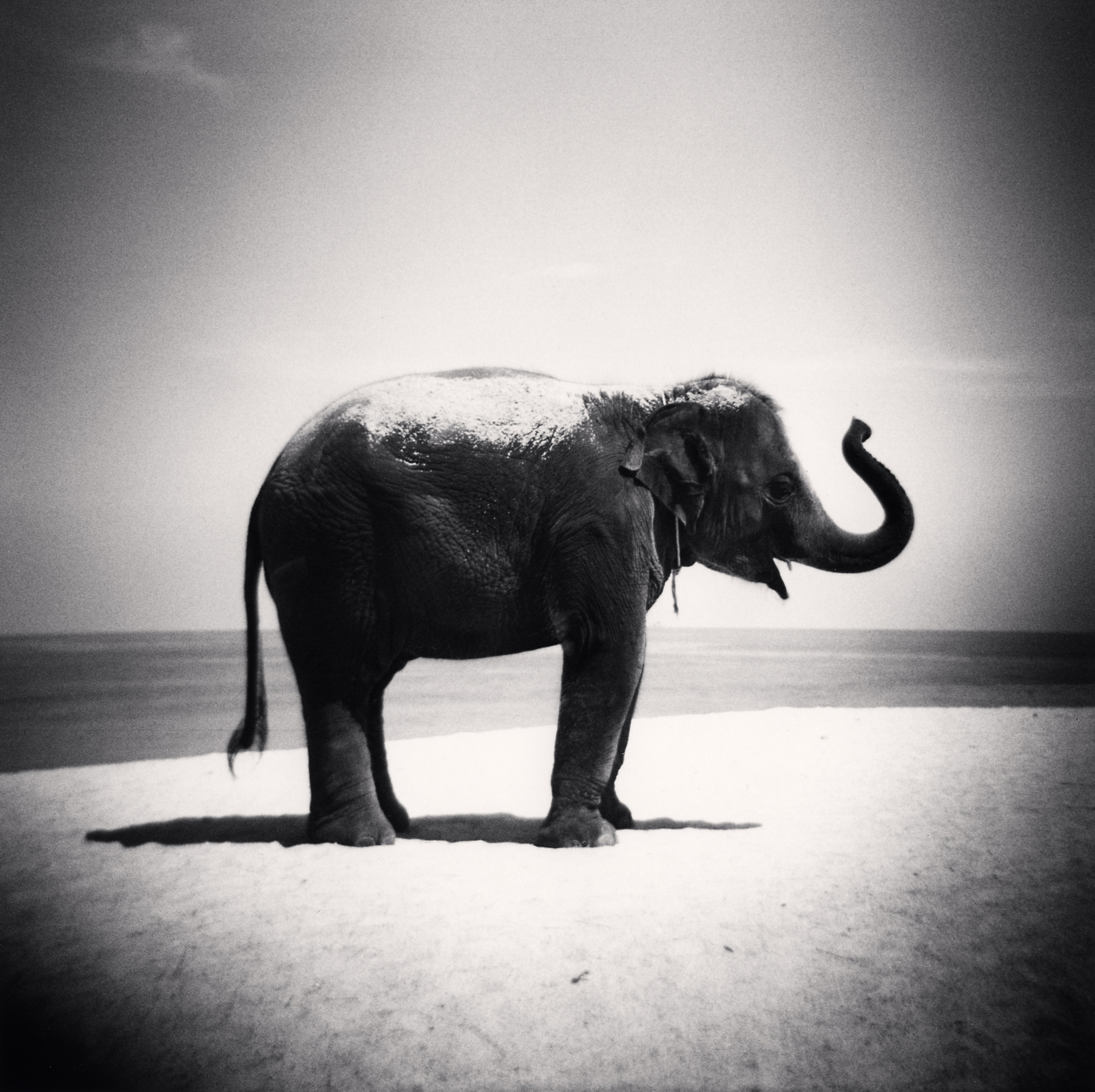 Baby Elephant, Phuket, Thailand