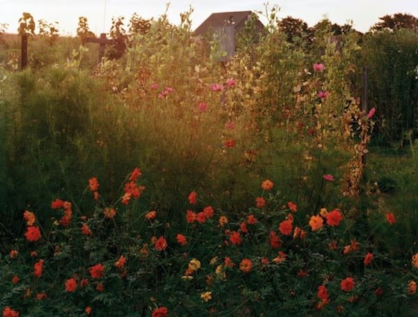 Martha's Vineyard (red and pink flowers)