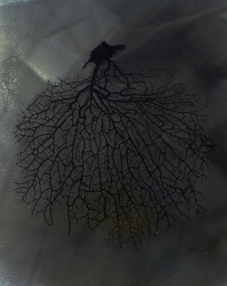 Untitled, Cerebral