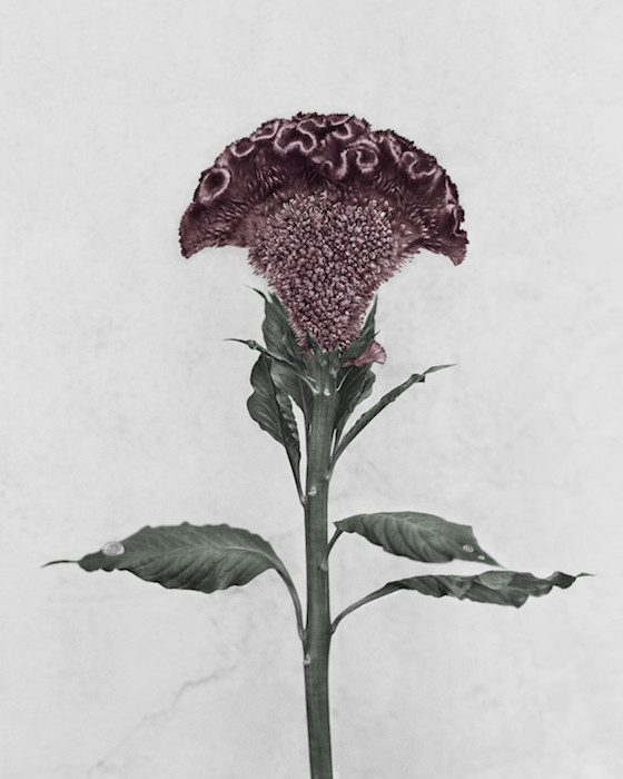 Botanica #3, Celosia Cristata