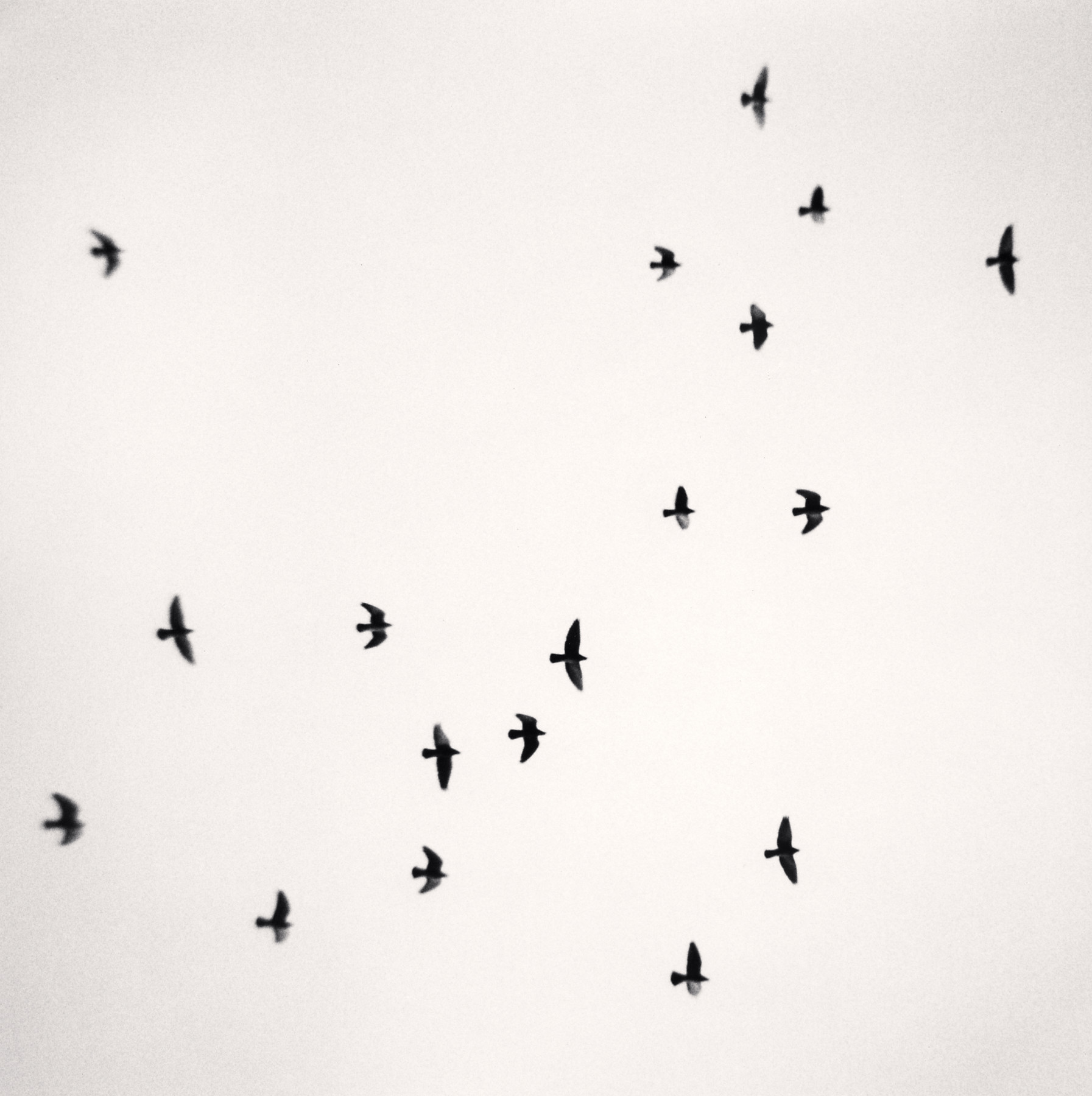 Eighteen Birds, Reggio Emilia, Italy