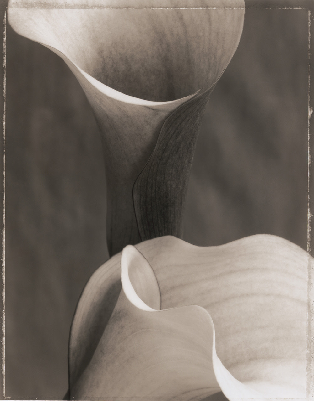 Zantedeschia 'Neroli' (SL19X)