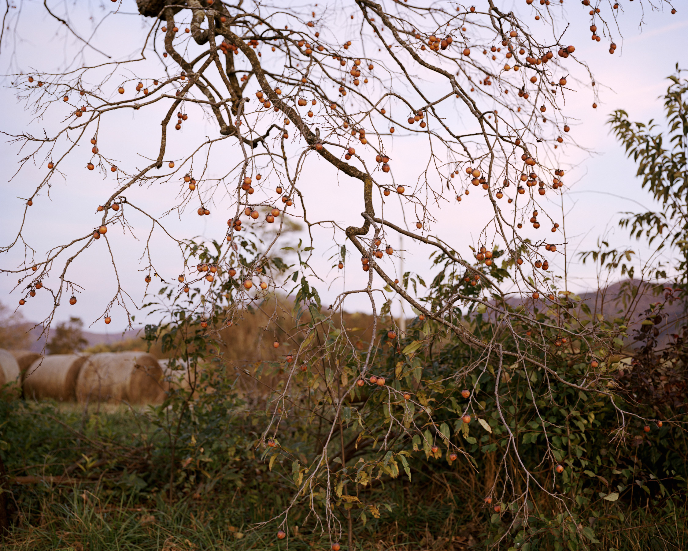 Diospyros Virginiana, Virginia Sugarplum