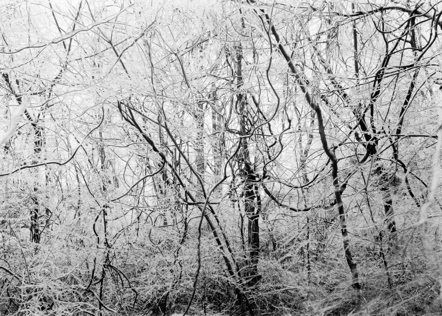 Ice Storm, Athens, Georgia