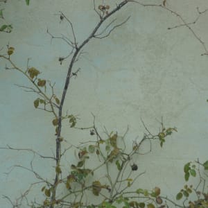 Flora Brooke, Untitled (Florence) 5