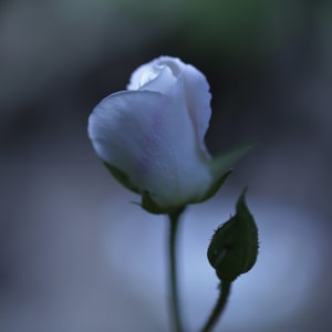 Nicolas Pittman, Untitled, 2013